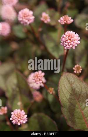 Knotweed rosa (Persicaria capitata) che fiorisce in aprile in Giappone della regione di Kanto Foto Stock