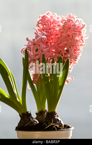 Vasi di giacinto (Hyacinthus orientalis) 'Rosa Perla' Foto Stock