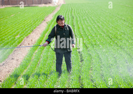 Donna cinese la spruzzatura di pesticidi su colture di frumento con nessuna protezione nei pressi di Pechino Foto Stock