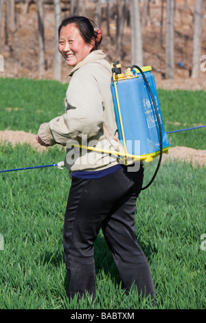 Donna cinese la spruzzatura di pesticidi su colture di frumento con nessuna protezione nei pressi di Pechino Foto Stock