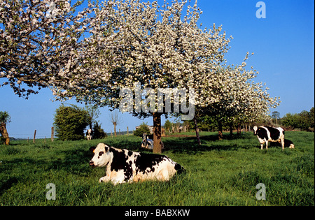Francia, Calvados, Pays d'Auge, Grandouet, Cambremer, sidro Road, mucche sotto fioriti alberi di Apple Foto Stock