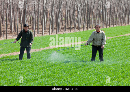 Donna cinese la spruzzatura di pesticidi su colture di frumento con nessuna protezione nei pressi di Pechino Foto Stock