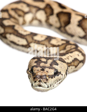 Tappeto python Morelia spilota variegata di fronte a uno sfondo bianco Foto Stock