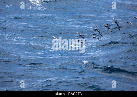 Snow Petrel Pagadroma nivea e Cape Procellarie Daption capense in volo contro l'Oceano del Sud Antartide Foto Stock