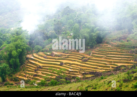 Vietnam Hoa Binh provincia, Ban Ko Muong, campi di riso terrazzati Foto Stock