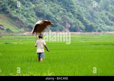 Vietnam Hoa Binh provincia, Ban Ko Muong village di Tay etnici uomo bianco si ripara dalla pioggia con una foglia di palma Foto Stock