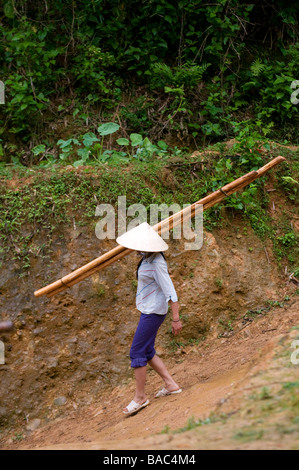 Vietnam Hoa Binh provincia, Ban Ko Muong village di Tay etnica donna bianca che porta il bambù Foto Stock