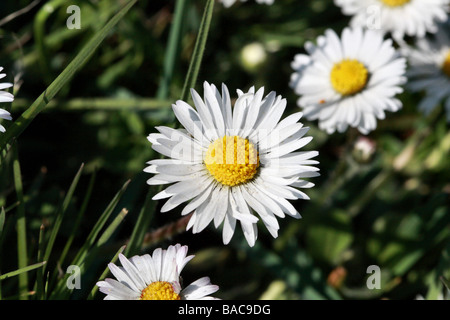 Daisy Bellis perennis famiglia Asteraceae noto anche come Marguerite fiori in dettaglio macro Flowerheads sono 2-3 cm di diametro Foto Stock