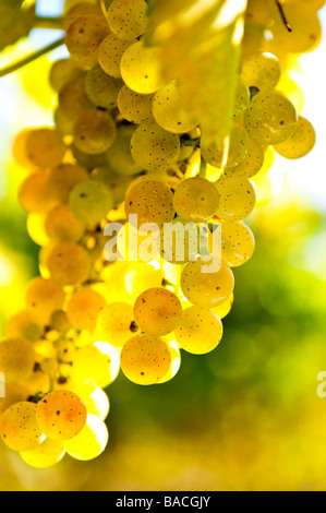 Uva gialli che crescono su vite in un sole luminoso Foto Stock