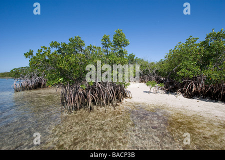 Mangrovia rossa, Rhizophora mangle, Parco nazionale Biscayne Floridaa Foto Stock