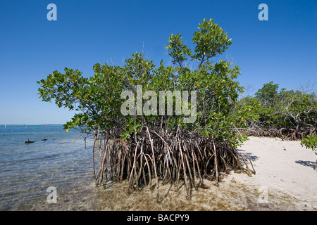 Mangrovia rossa, Rhizophora mangle, Parco nazionale Biscayne Florida Foto Stock