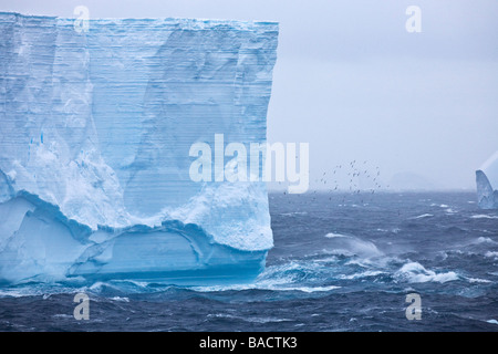 Cape procellarie volare sopra le acque tempestose nell'Oceano del Sud con blu Iceberg tabulari Antartide Foto Stock