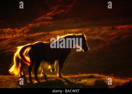 Cavalli nel tramonto al Peak District Foto Stock