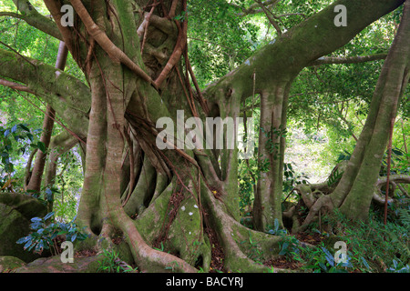 Banyan Tree lungo il sentiero Pipiwai a Waimoku rientrano nella Kipahulu Area di Haleakala National Park in Maui, Hawaii Foto Stock