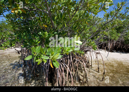 Mangrovia rossa, Rhizophora mangle, Parco nazionale Biscayne Florida Foto Stock