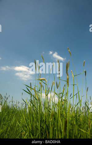 Reed in primavera sotto un cielo blu chiaro Foto Stock