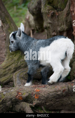 Monaco Park zoo fattoria tipo attrazioni vicino Thirsk Yorkshire capretto Foto Stock