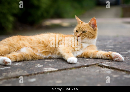 Un adulto di sesso femminile di zenzero cat (felis catus) giacente rilassata sul terreno all'aperto Foto Stock