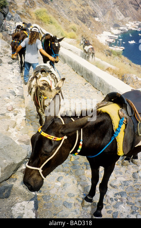 Asini di salita il sentiero della scogliera, fino dal porto vecchio a Thira, SANTORINI, CICLADI, isole greche, Grecia Foto Stock