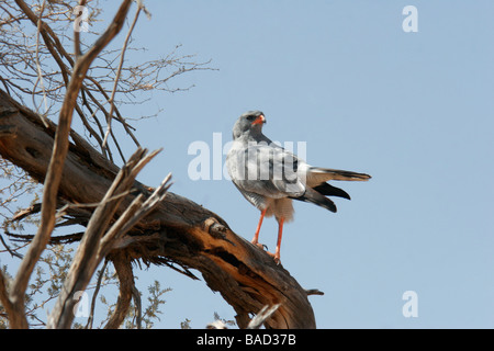 Un uccello da preda si siede su un ramo di un albero in Northern Cape del Sud Africa Foto Stock