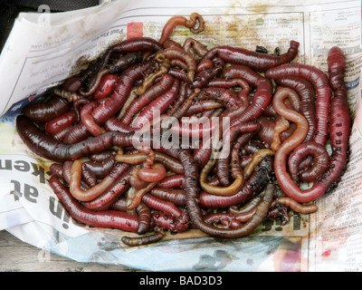 Lugworms per la pesca avvolti in un giornale Foto Stock