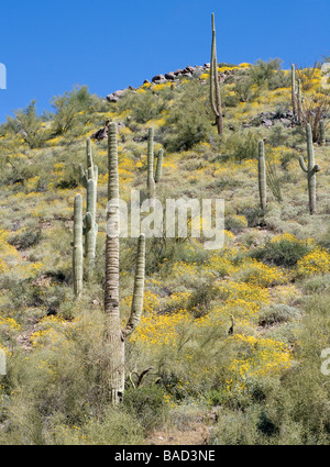 Encilia farinosa fragile Bush è un membro della famiglia di girasole questi erano blooming in prossimità di un cactus Saguaro in Arizona Foto Stock