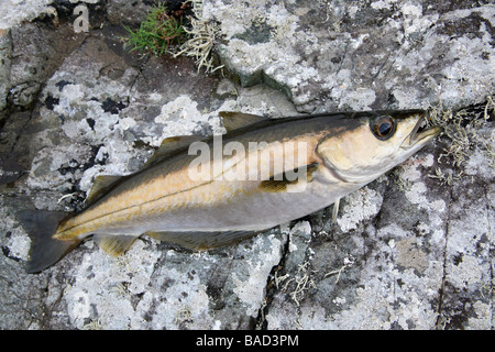 Verde, Merluzzo giallo Pollachius pollachius; catturati in Costa Ovest dell Irlanda Foto Stock