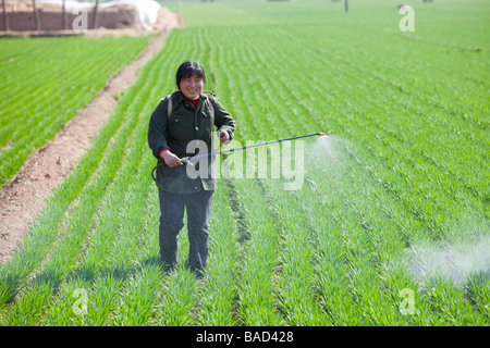 Donna cinese la spruzzatura di pesticidi su colture di frumento con nessuna protezione nei pressi di Pechino Foto Stock