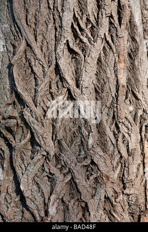 Close-up di pioppo di corteccia di albero Foto Stock