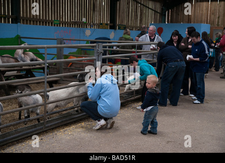 Monaco Park zoo fattoria tipo attrazioni vicino Thirsk Yorkshire capre di alimentazione Foto Stock