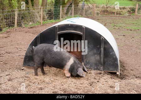 Monaco Park zoo fattoria tipo attrazioni vicino Thirsk suino Yorkshire e casa di maiale Foto Stock