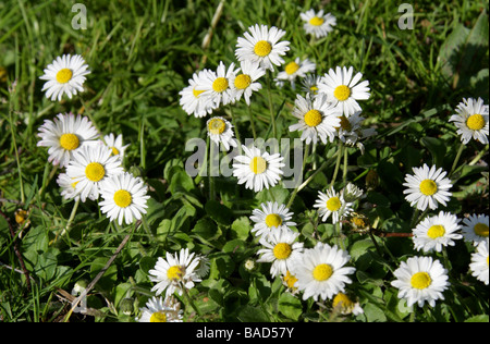 Daisy comune, Lawn Daisy o inglese Daisy, Bellis perennis, Asteraceae. REGNO UNITO Foto Stock