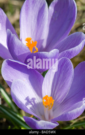 In prossimità dei due crochi viola Foto Stock