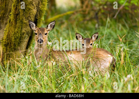 La madre e il bambino nero-tailed Deer - Cape delusione del Parco Statale di Washington Foto Stock