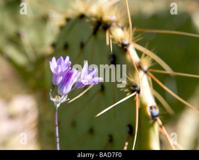 Piccola viola selvatica cipolla fiori che sbocciano fra le spine di un fico d'India cactus in Arizona Foto Stock