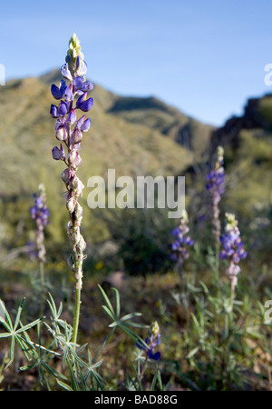 Deserto di lupino anche chiamato il coltro di lupino Lupinus sparsiflorus questi erano in Arizona sono un membro della famiglia di pisello Foto Stock