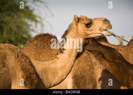 Cammelli a livello nazionale Camel Research Center, Jorbeer, Bikaner, Rajasthan, India Foto Stock