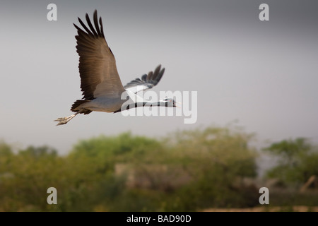 Demoiselle gru in volo, Keechen, nei pressi di Phalodi, Rajasthan, India Foto Stock