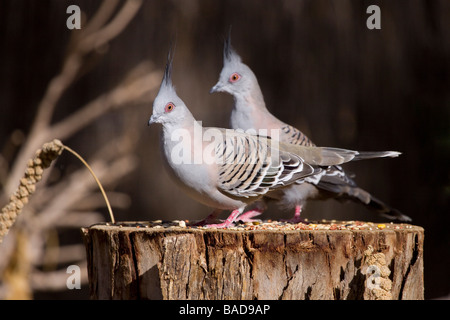 Due piccioni crestato su un log Foto Stock