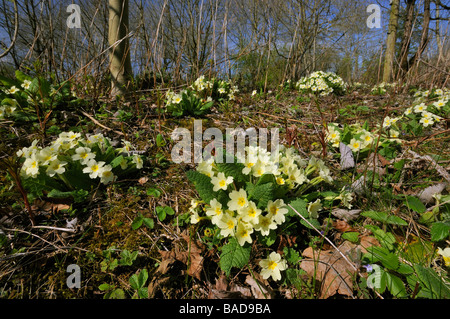 Primrose Primula vulgaris crescendo in copised woodland Foto Stock