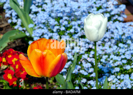 South Norwood Park - Bella tulip composizione floreale Foto Stock