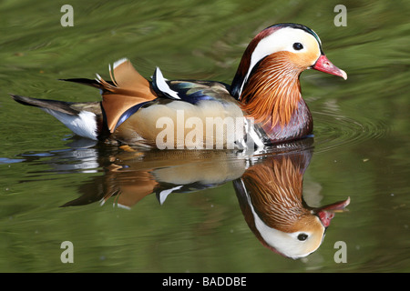 Maschi di Anatra Mandarina Aix galericulata con la riflessione durante il nuoto prese a Martin mera WWT, LANCASHIRE REGNO UNITO Foto Stock