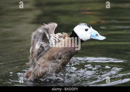 Bianco maschio-headed Duck Oxyura leucocephala di lavaggio a Martin mera WWT, LANCASHIRE REGNO UNITO Foto Stock