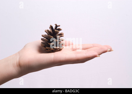Donna di mano che tiene una pigna contro uno sfondo bianco Foto Stock