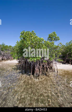Mangrovia rossa, Rhizophora mangle, Parco nazionale Biscayne Florida Foto Stock