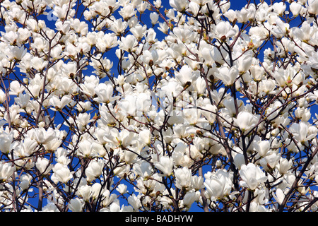 Magnolia bianco fiori che sbocciano contro sunny blue sky Magnolia denudata Foto Stock