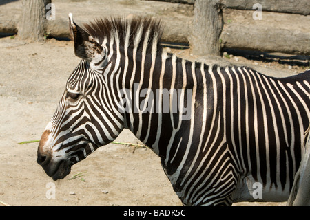 Di Grevy zebra (Equus grevyi), a.k.a. imperial zebra, testa, criniera e pelliccia, guardando verso la parte anteriore, in vista laterale, lo Zoo di Taipei a.k.a. Lo Zoo di Muzha, Taiwan Foto Stock