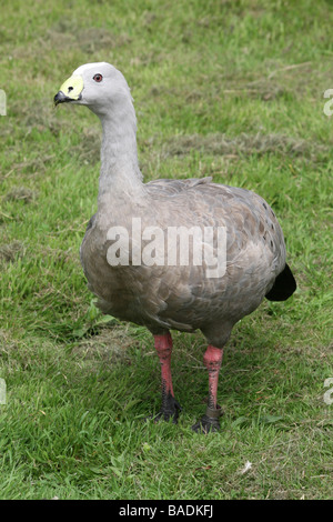 Cape sterile Goose Cereopsis novaehollandiae permanente sulla erba prese a Martin mera WWT, LANCASHIRE REGNO UNITO Foto Stock