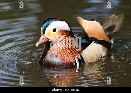 Maschi di Anatra Mandarina Aix galericulata nuoto con acqua increspature prese a Martin mera WWT, LANCASHIRE REGNO UNITO Foto Stock