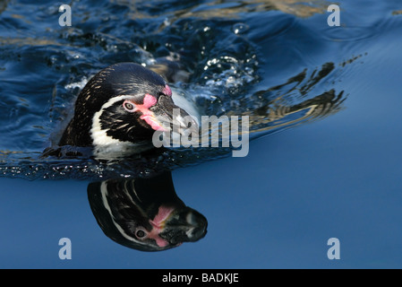 Close up di un pinguino di Humboldt nuoto Foto Stock